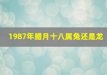 1987年腊月十八属兔还是龙