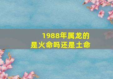 1988年属龙的是火命吗还是土命