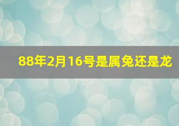 88年2月16号是属兔还是龙