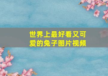 世界上最好看又可爱的兔子图片视频