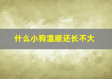 什么小狗温顺还长不大