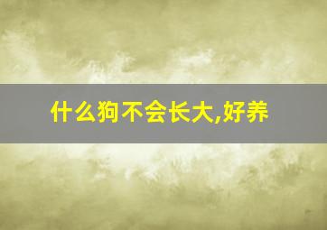 什么狗不会长大,好养