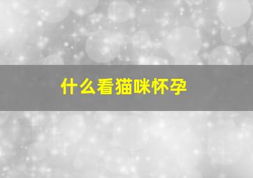 什么看猫咪怀孕