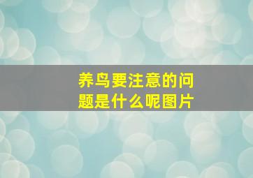 养鸟要注意的问题是什么呢图片