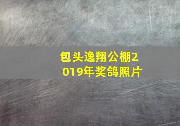 包头逸翔公棚2019年奖鸽照片