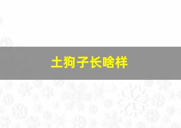 土狗子长啥样