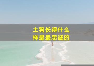 土狗长得什么样是最忠诚的