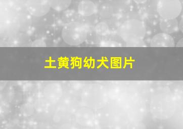 土黄狗幼犬图片