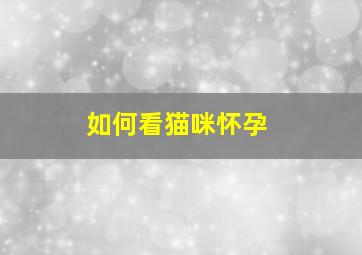 如何看猫咪怀孕