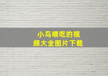 小鸟喂吃的视频大全图片下载