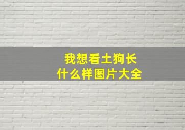 我想看土狗长什么样图片大全