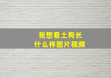 我想看土狗长什么样图片视频