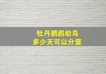 牡丹鹦鹉幼鸟多少天可以分笼