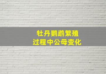 牡丹鹦鹉繁殖过程中公母变化