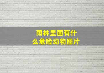 雨林里面有什么危险动物图片